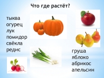Презентация Фрукты и овощи