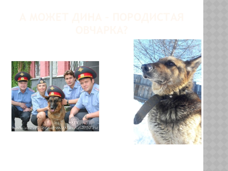 Мой четвероногий друг описание фотографии