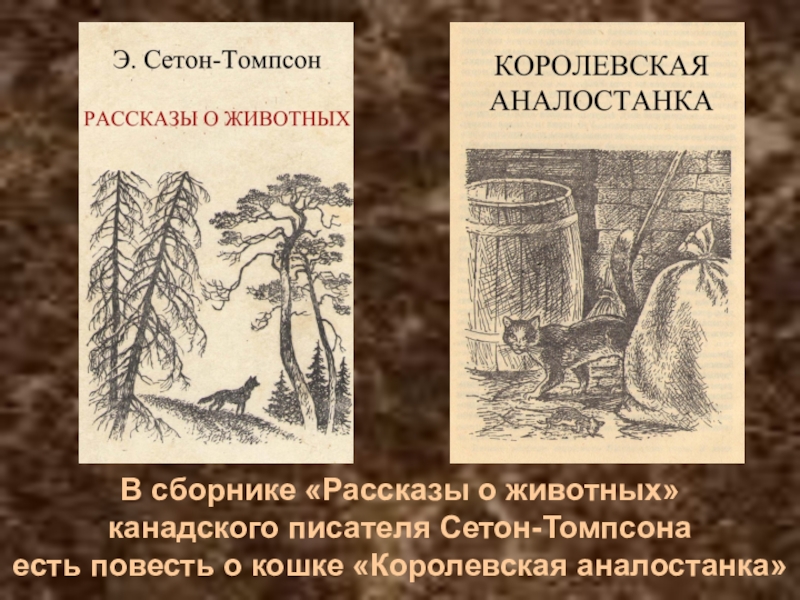 Ели томпсона. Рассказ э Сетона-Томпсона Королевская Аналостанка. Сетон-Томпсон э. "Королевская Аналостанка". Сетон-Томпсон рассказы о животных. Королевская Аналостанка Сетон Томпсон Аналостанка.