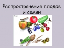 Презентация по биологии на тему рАСПРОСТРАНЕНИЕ ПЛОДОВ И СЕМЯН
