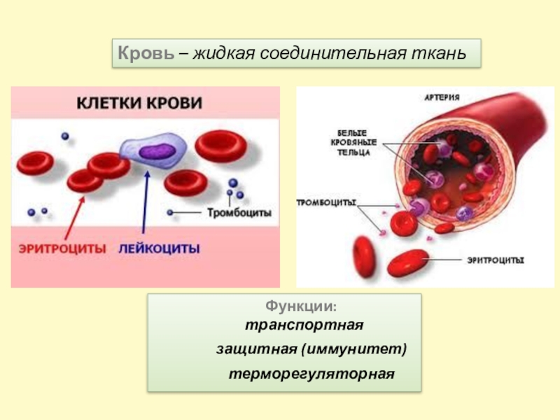 Кровь рисунок ткани