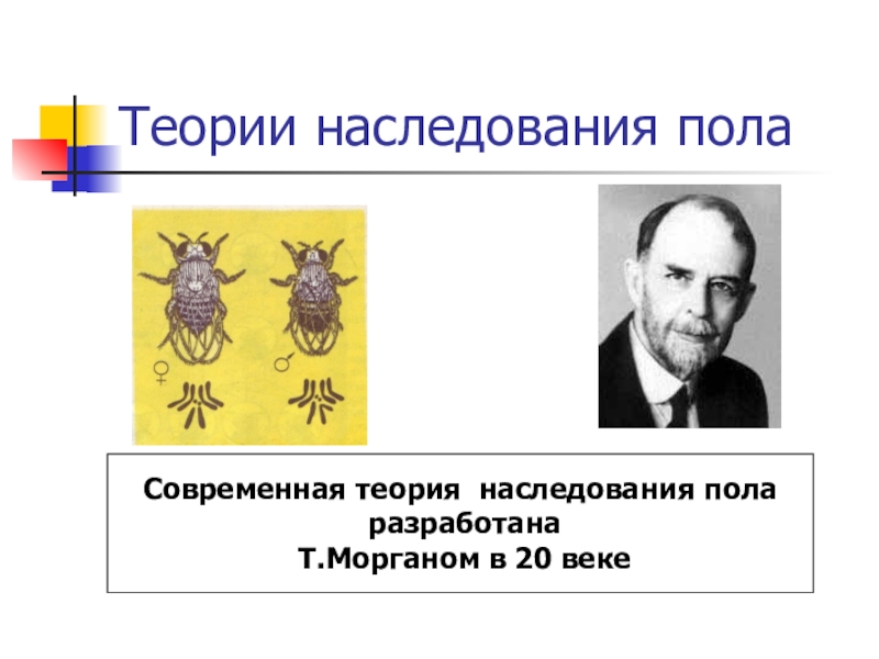 Теория пола. Теория наследования пола. Современная теория наследования пола. Современная теория наследования Моргана. Современная теория наследования пола была разработана.