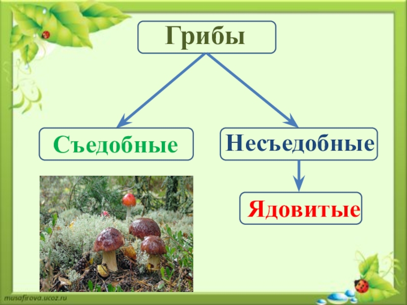 Съедобные и несъедобные грибы презентация 7 класс