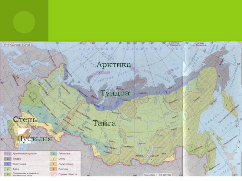 Положение природной зоны тундра. Зоны тундры и тайги на карте России. Тундра Тайга пустыня на карте России. Зона арктических пустынь на карте 4 класс. Зона арктических пустынь карта России карта.