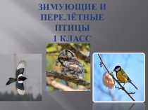 Презентация по развитию речи Зимующие и перелётные птицы 1 класс