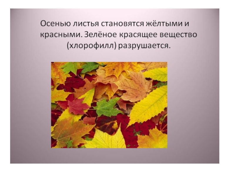 От чего изменяется окраска листьев. Тема для презентации осенние листья. Осенние листочки для презентации. Рассказ об осенних листьях. Презентация про листья осенью.