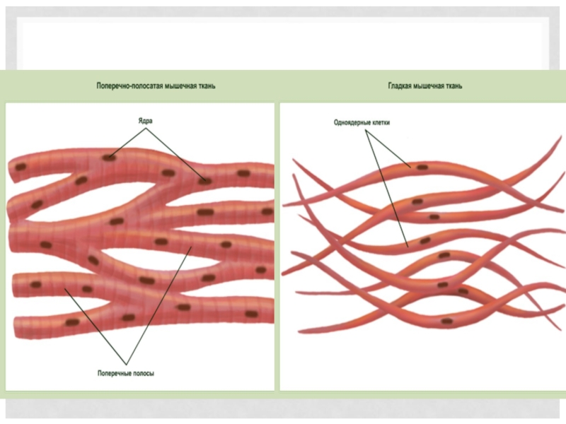 Изображенная на рисунке ткань является основой скелета гладких мышц
