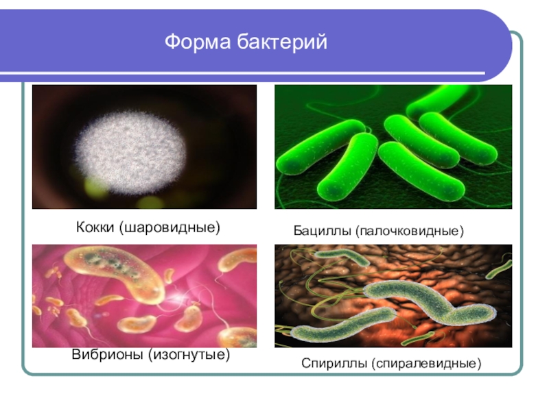 Кокковые бактерии. Формы бактерий кокки бациллы. Формы бактерий кокки бациллы вибрионы. Палочковидные бактерии кокки. Форма бактерии бациллы вибрионы.