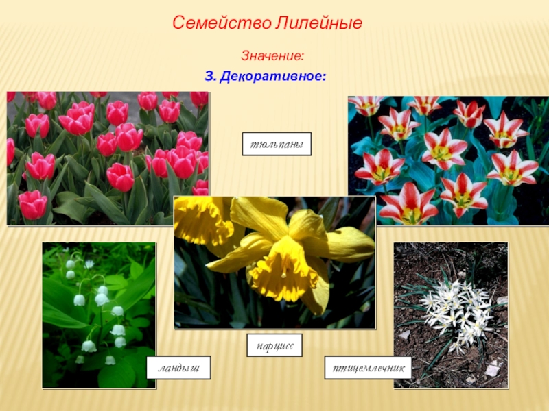 Цветы из лилейных семейства фото с названиями