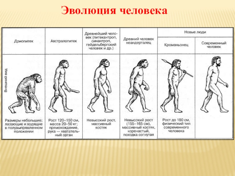 Факторы эволюции человека