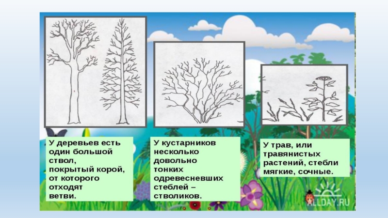 Какие бывают растения окружающий 2. Какие бывают растения 2 класс. Растения 2 класс окружающий мир. Растения по окружающему миру 2 класс. Конспект урока по окружающему миру.