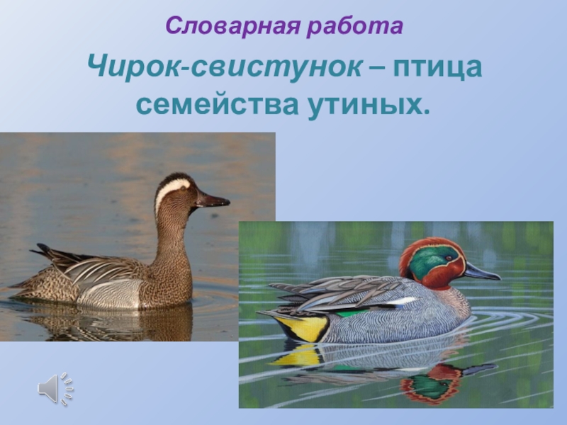 Словарная работаЧирок-свистунок – птица семейства утиных.