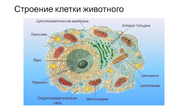 Строение клетки фото 5 класс