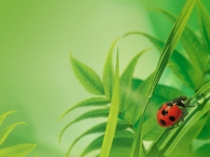 Презентация по окружающему миру Природа в опасности (3 класс, УМК Начальная школа 21 века