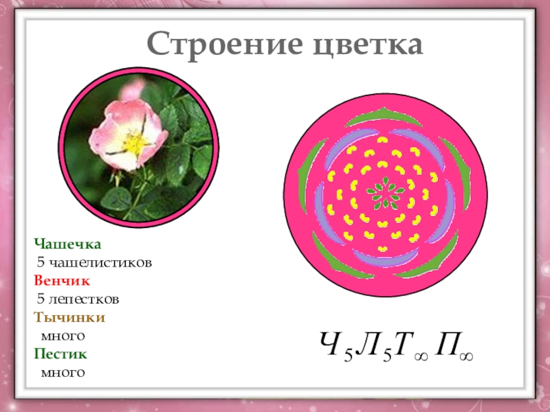 Сколько цветке тычинок. Строение цветка. Формула строения цветка. Диаграмма семейства розоцветных. Цветок розоцветных.