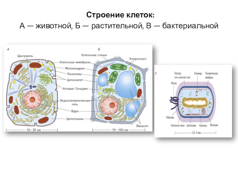 Проект по биологии строение клетки животного