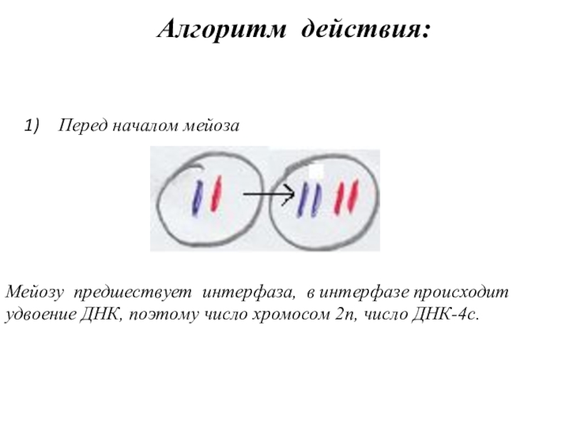 Интерфаза мейоза рисунок