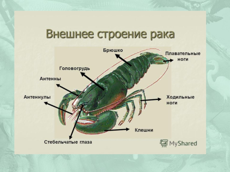 Строение рака речного схема