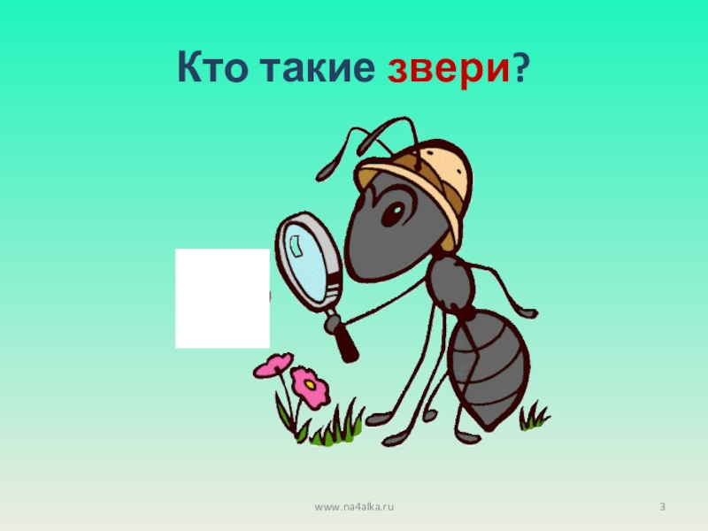 Что такое кто такой. Звери это кто. Мухометочка. Кто такая мухаметочка.