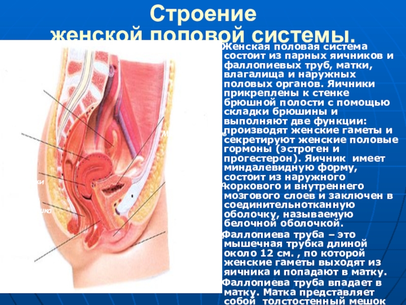 Женский половой орган картинки