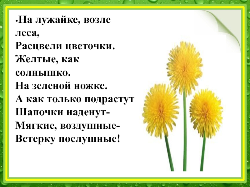 Проект одуванчик маленькое солнышко в средней группе