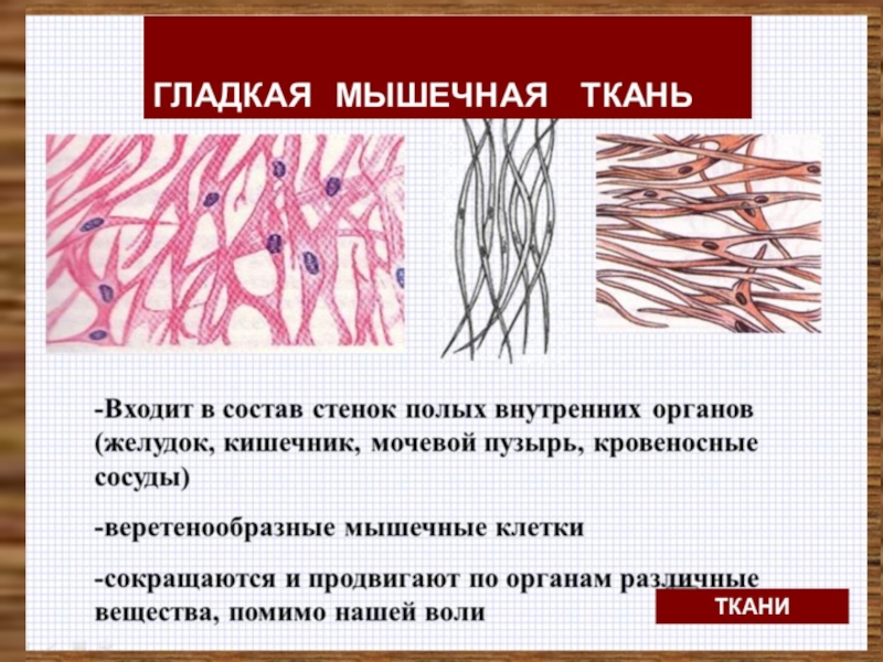 Гладкая мышечная ткань биология 8 класс