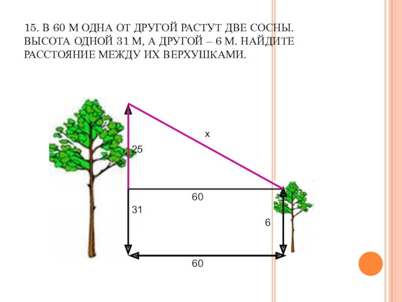 Расстояние в 60. В 60 М от другой растут две сосны высота одной 31 а другой-6. В 60 метрах одна от другой растут две сосны. В 60 М одна от другой растут две сосны высота одной. Две сосны растут на расстоянии.