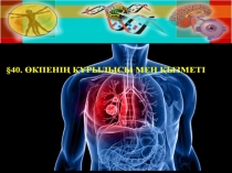 Өкпенің құрылысы мен қызметі.