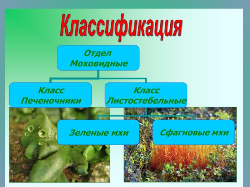 Проект про мхи по биологии 5 класс