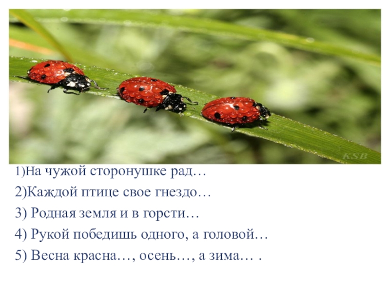 На чужой сторонушке рад своей воронушке. На чужой сторонушке. На чужой сторонушке рад своей. На чужой сторонушке рад своей воронушке каждой птице свое гнездо. Каждой птице своё гнездо любо.