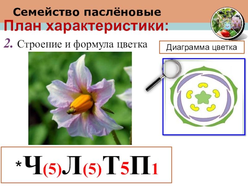 Формулу цветка ч5л5т5п1 имеют. Семейство Пасленовые диаграмма цветка. Формула цветков семейства Пасленовые.