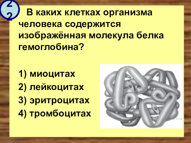 В каких клетках содержится. Молекула белка гемоглобина содержится в. В каких клетках содержится молекула белка гемоглобина. 3.В каких клетках организма человека содержится белок гемоглобин? *. Клетки белковые в организме человека.