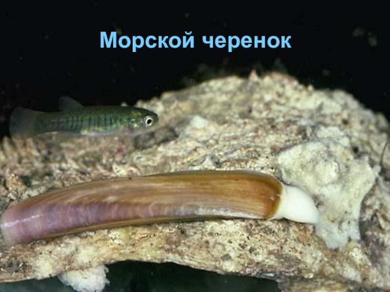 Морской черенок. Морской черенок (solen marginatus).. Морской черенок, Siliqua patula. Силиква моллюск. Морские черенки в черном море.