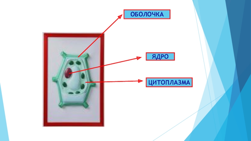 Презентация экскурсия в мир клеток 5 класс