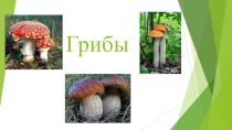 Презентация по биологии на тему Грибы