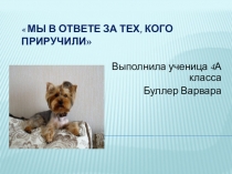 Презентация по окружающему миру Мы в ответе за тех кого приручили