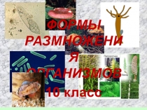Презентация к уроку по теме Размножение (10 класс)
