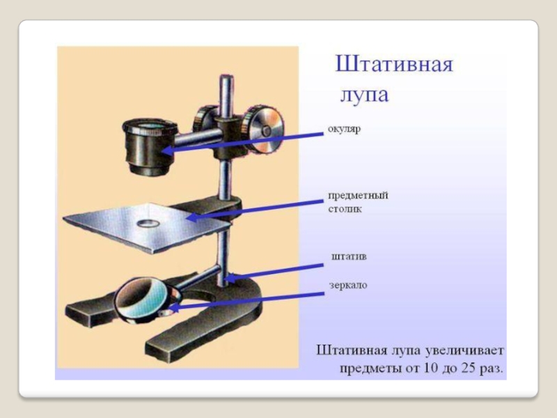 Ольга на уроке изучал устройство штативной лупы и делала соответствующие подписи к рисунку