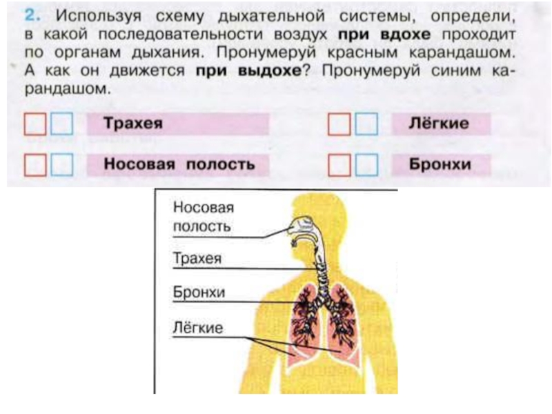 3 класс окружающий мир плешаков дыхание и кровообращение презентация