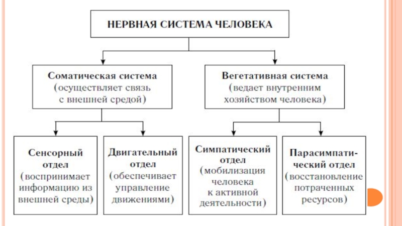 Соматическая система. Соматическая и вегетативная нервная система. Соматический отдел нервной системы. Соматическая нервная система человека. Функции соматической нервной системы человека.