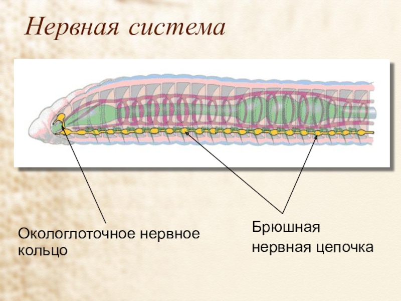 Какую функцию выполняет брюшная нервная цепочка. Нервная система кольчатых червей какого типа. Нервная система кольчатых червей 7 класс. Окологлоточное кольцо у плоских червей. Окологлоточное нервное кольцо.
