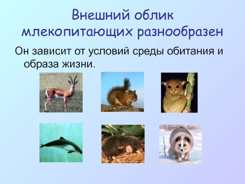 Приспособления млекопитающих к условиям среды. Среда обитания млекопитающих. Разнообразие млекопитающих. Млекопитающие презентация. Млекопитающие животные презентация.