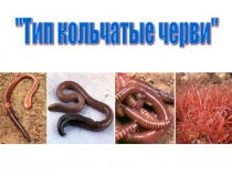 Презентация по биологии 7 класс. Тип кольчатые черви