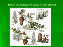 Презентация к уроку биологии в 6 классе на тему Основы систематики растений.