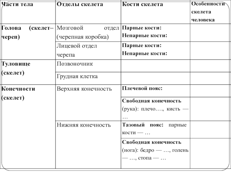 6 отделов скелета человека