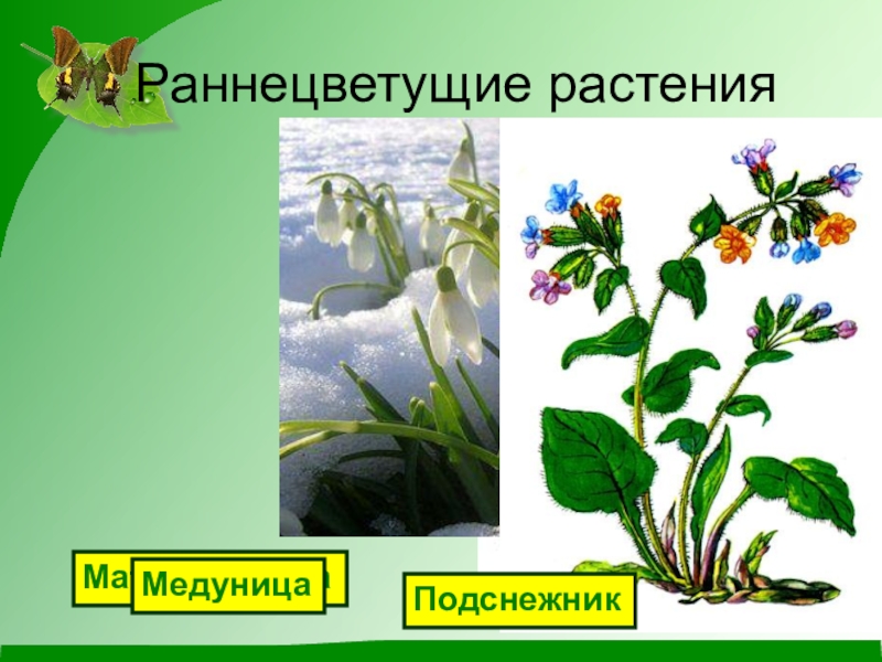 Раскрась и подпиши раннецветущие растения. Раннецветущие растения 2 класс окружающий. Раннецветущее растение Медуница. Раннецветущие растения весной окружающий мир 2 класс. Раннецветущие растения окружающий мир 2 класс.