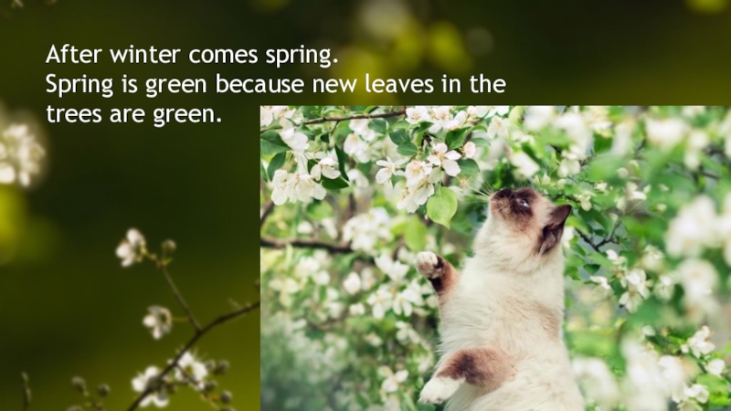 Winter came spring. In Spring the Trees are Green стих. Spring comes after Winter. Spring is coming разработка урока.