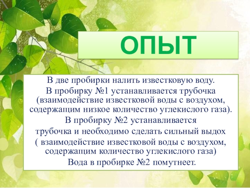 Можно ли жить и не дышать презентация 5 класс