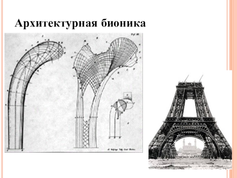 Бионика в архитектуре проект по изо