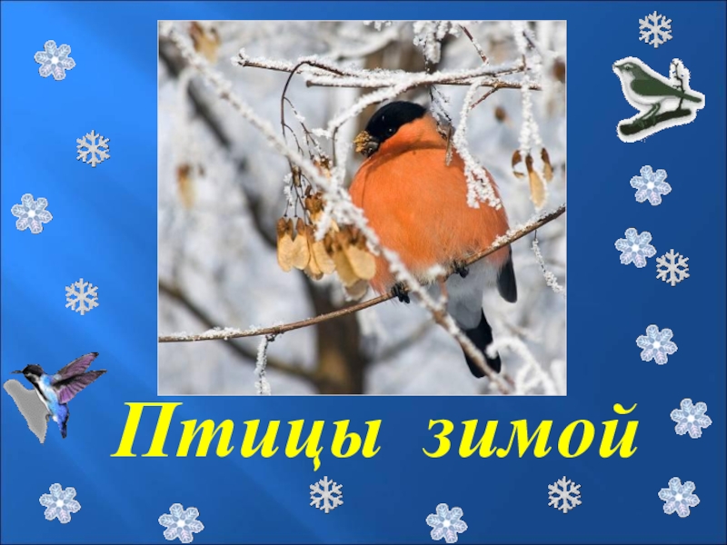 Презентация по литературному чтению Птицы зимой.